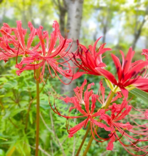 莱茵彼岸花的花语有何含义？