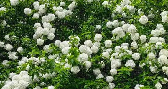 琼花的花语和寓意有哪些？