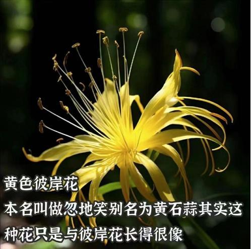 日本彼岸花的花语有何特别之处？