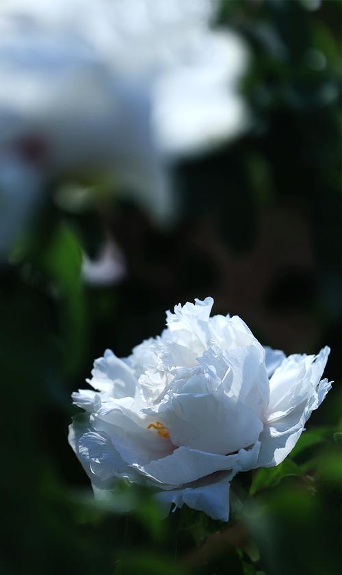 白牡丹的花语和寓意有哪些？