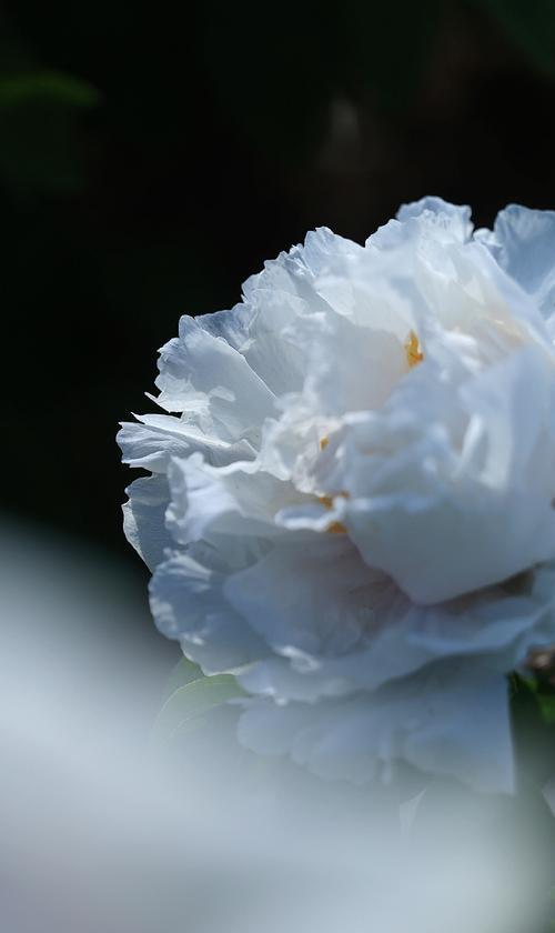 白牡丹的花语和寓意有哪些？