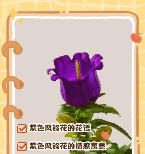 紫色千头菊的花语有何含义？