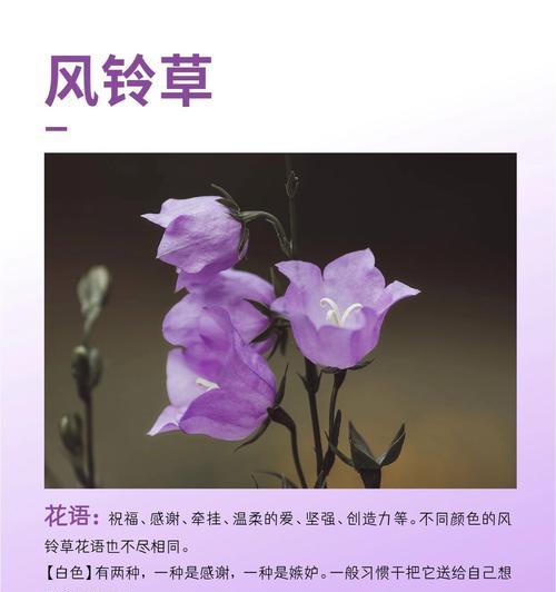 紫色千头菊的花语有何含义？