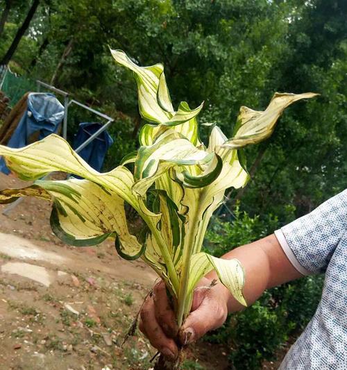花叶玉簪的花语意义有何特别之处？
