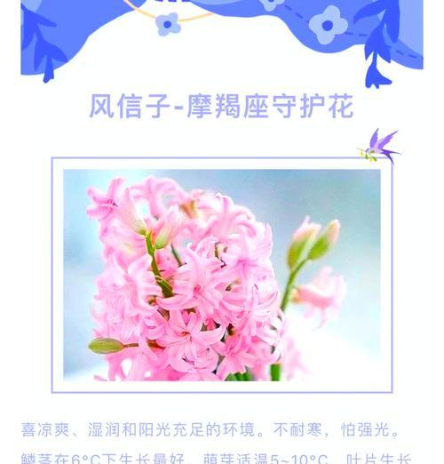 凤尾竹的花语和寓意有何深意？