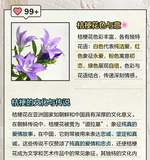 粉玫瑰和白桔梗的花语是什么？它们的寓意有何不同？