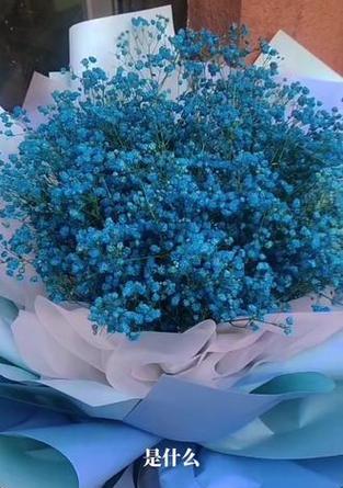 蓝色满天星的花语含义是什么？它在花语中代表什么？