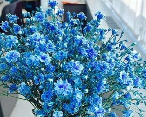 蓝色满天星的花语含义是什么？它在花语中代表什么？