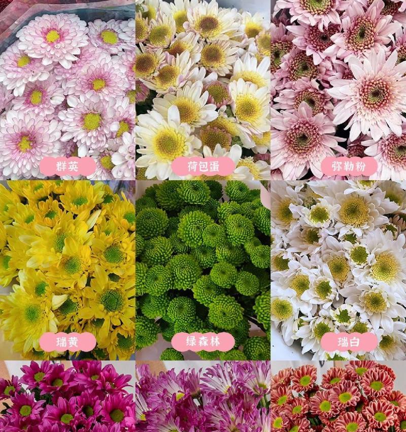 小皱菊的花语代表了什么？它在花语中有什么特别含义？
