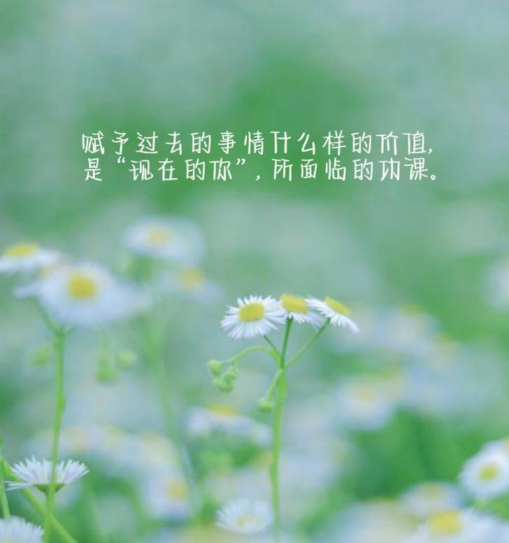 小皱菊的花语代表了什么？它在花语中有什么特别含义？