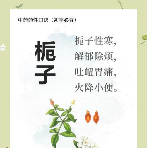 栀子花的花语和寓意是什么？它在文化中扮演什么角色？
