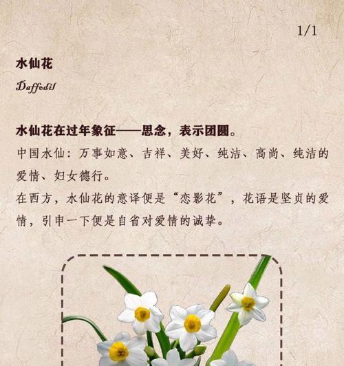 水仙花的寓意和花语是什么？它在传统中象征着什么？