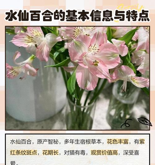 水仙花的寓意和花语是什么？它在传统中象征着什么？