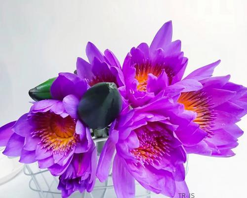 紫色鸡蛋花的花语是什么？它在花语中有什么特别含义？
