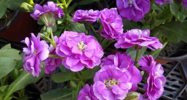 紫色鸡蛋花的花语是什么？它在花语中有什么特别含义？