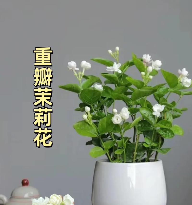 各种花盆栽的花语是什么？它们各自代表了什么寓意？