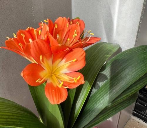 各种花盆栽的花语是什么？它们各自代表了什么寓意？