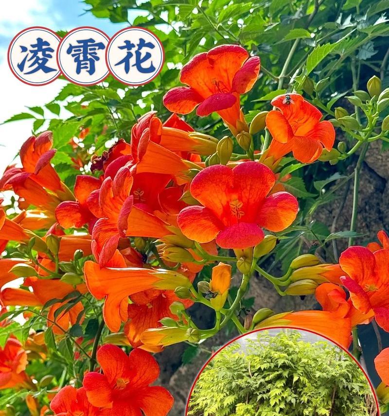 各种花盆栽的花语是什么？它们各自代表了什么寓意？