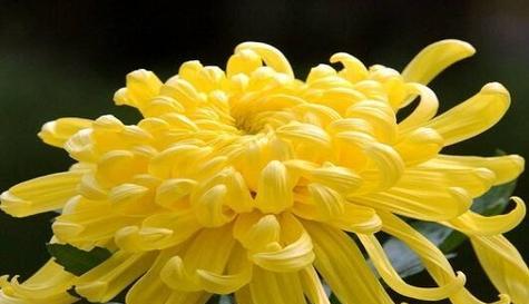 此菊的花语代表了什么？它在花语中扮演什么角色？