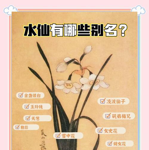水仙花在不同国家的花语是什么？它在国际上有什么寓意？
