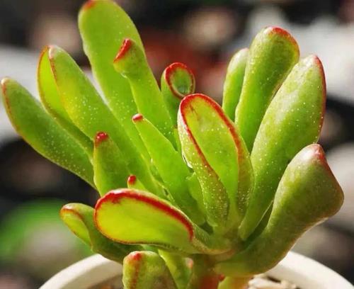 吸财树的花语是什么？它在风水学中有何意义？