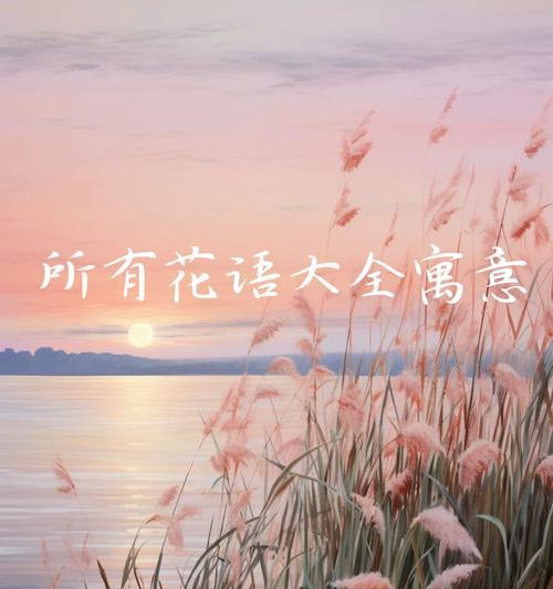 代表人的花语大全有哪些？如何通过花语表达情感？