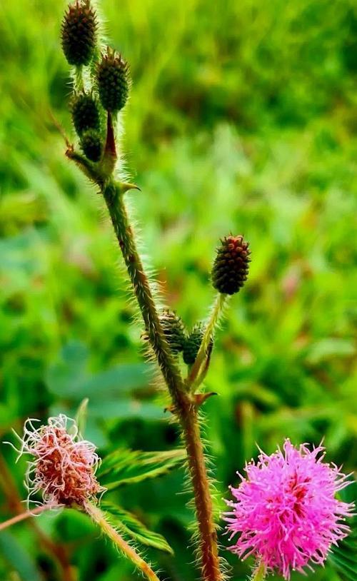 含羞草有花语吗？它在花语中代表了什么？