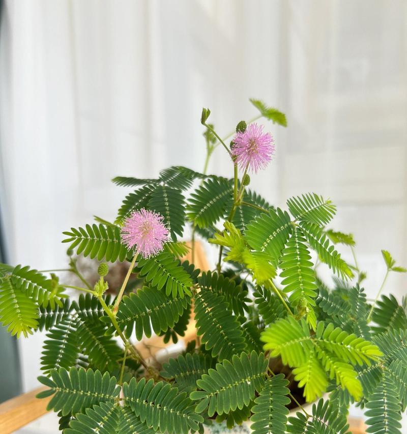 含羞草有花语吗？它在花语中代表了什么？