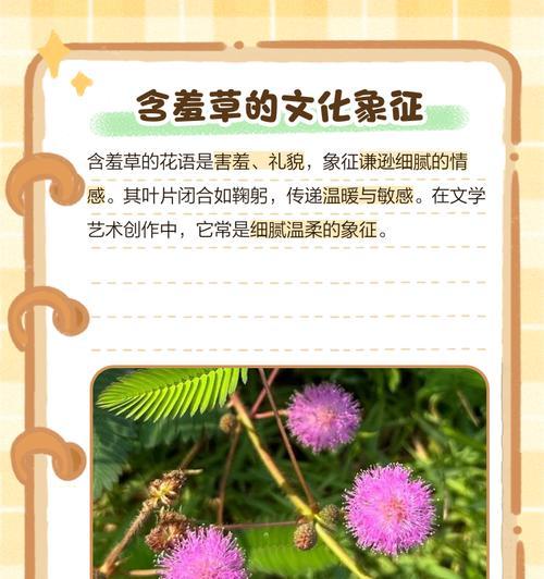 含羞草有花语吗？它在花语中代表了什么？