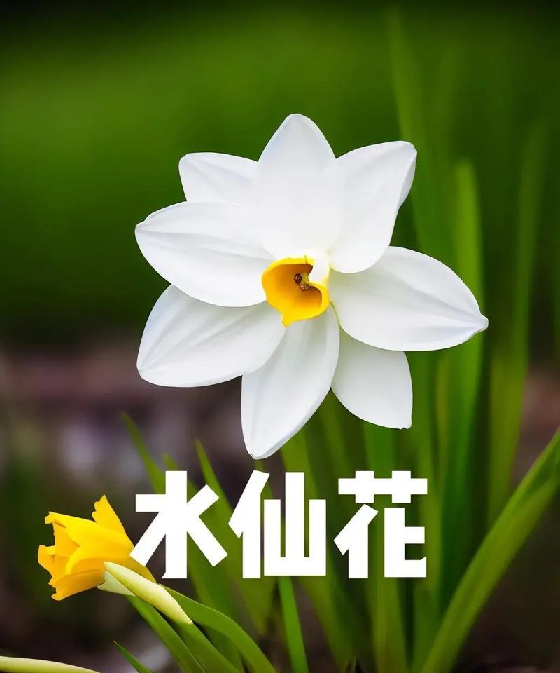 水仙花的花语含义是什么？它在文化中象征着什么？