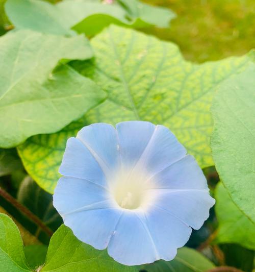 夕雾花的花语有哪些寓意？