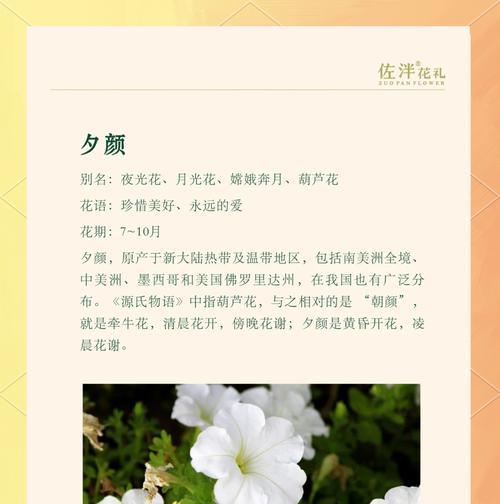 夕雾花的花语有哪些寓意？