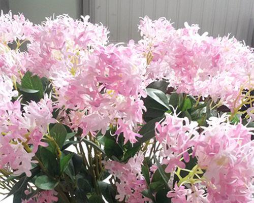 夕雾花的花语有哪些寓意？