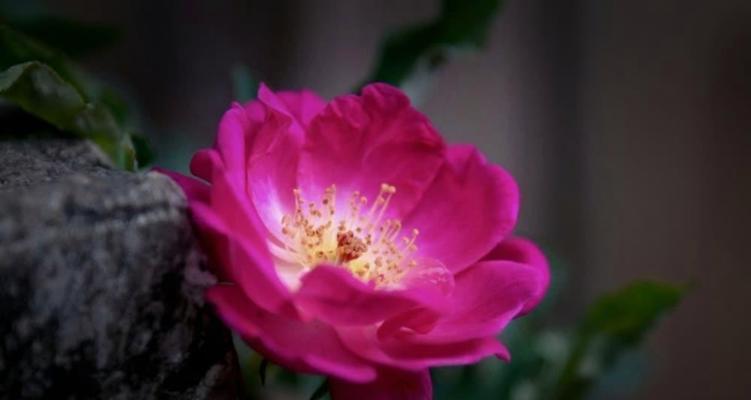 粉蔷薇的花语代表什么？