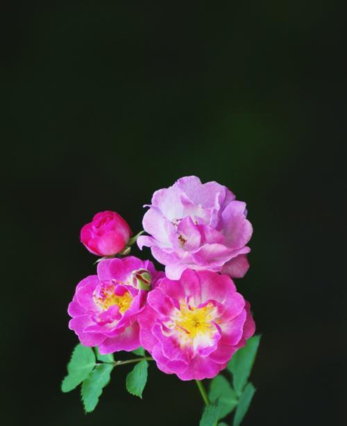 粉蔷薇的花语代表什么？