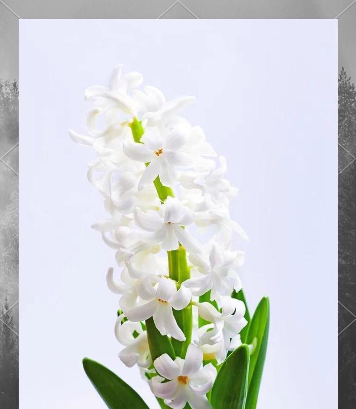 风信子花语中的原谅我代表什么？