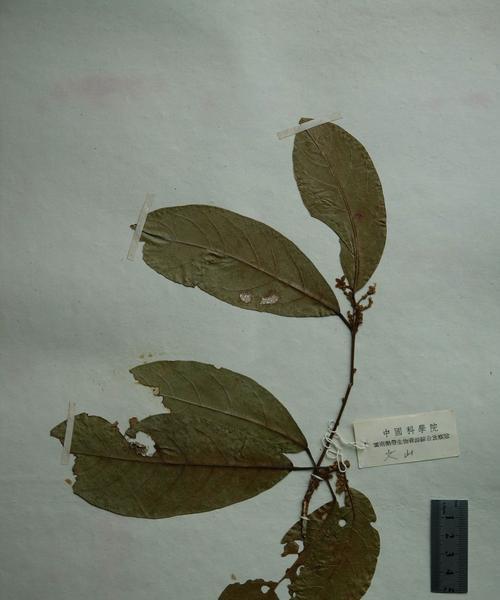 苹婆花的花语有哪些？