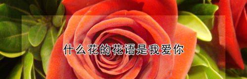 条纹蛇尾兰的花语代表什么含义？