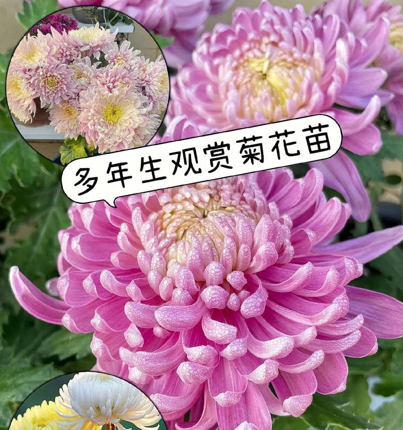 菊花的象征与寓意有哪些？