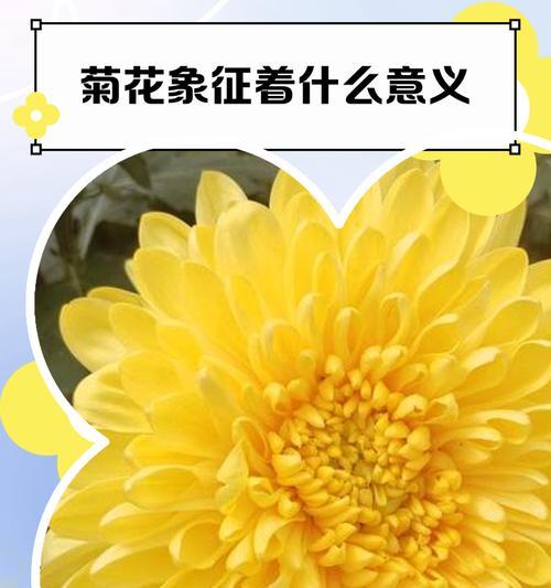菊花的象征与寓意有哪些？