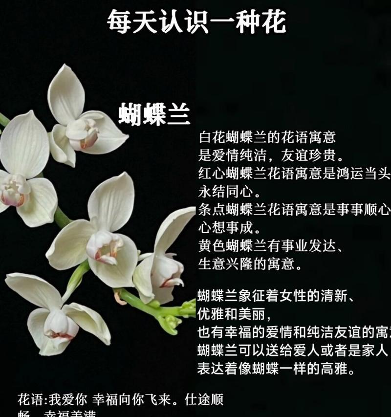 各色蝴蝶兰分别代表什么花语？