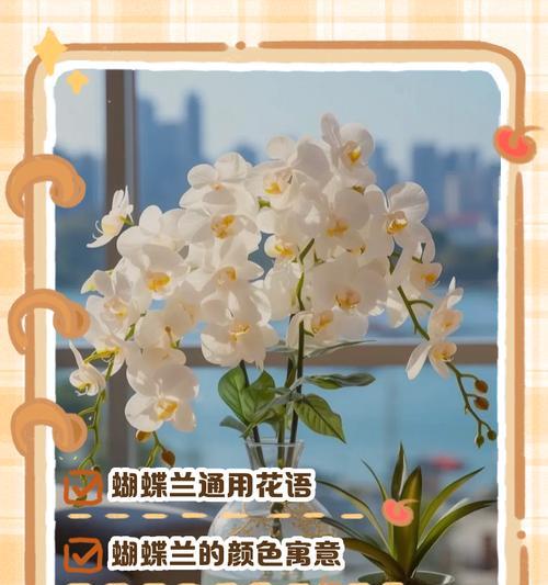 各色蝴蝶兰分别代表什么花语？