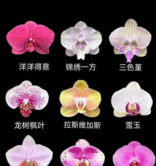 各色蝴蝶兰分别代表什么花语？