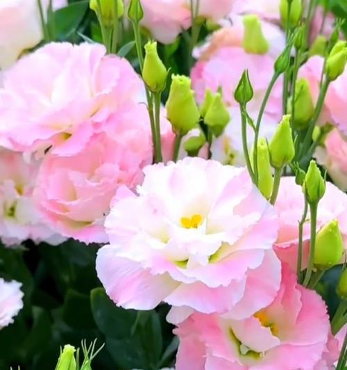 粉色吉梗花的花语有哪些寓意？