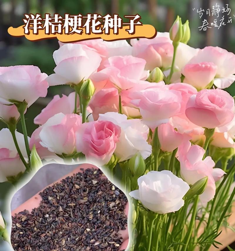粉色吉梗花的花语有哪些寓意？