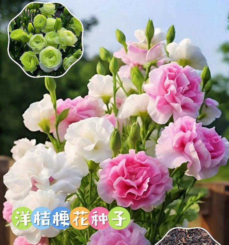 粉色吉梗花的花语有哪些寓意？