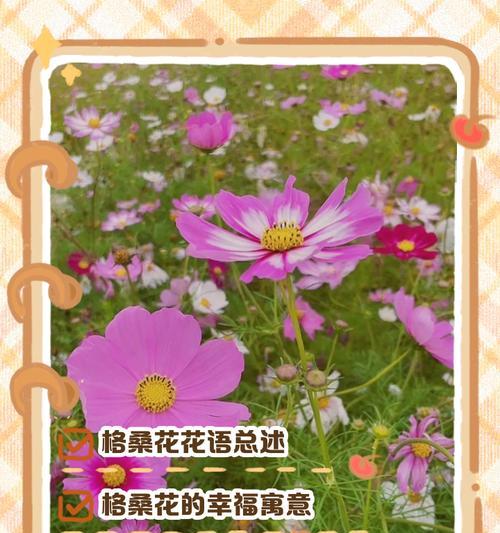 哪种花的花语可以代表人？