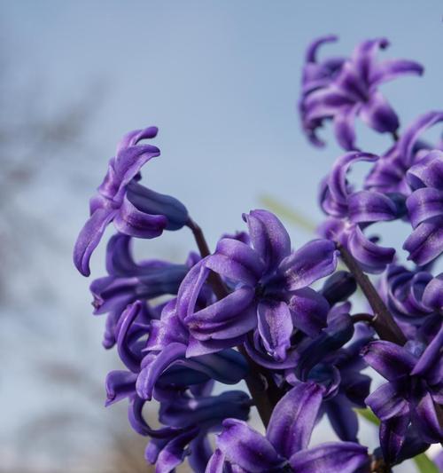 风信子花语的真正含义是什么？