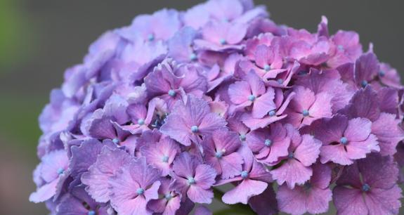 龙竹的花语和寓意代表什么？