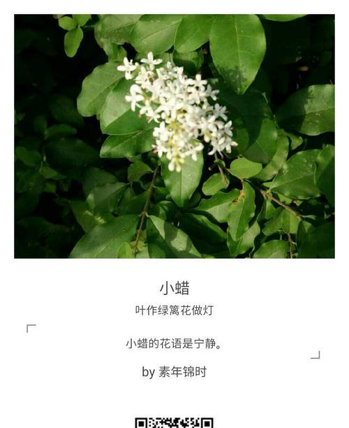 小蜡的花语有哪些含义？